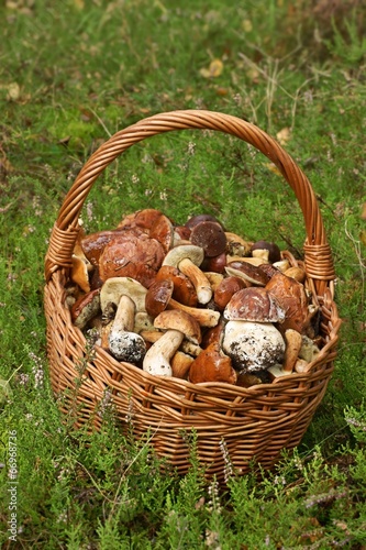 Mushrooming, wicker basket full of mushrooms
