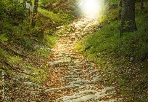 Steintreppe führt zu einer Waldlichtung