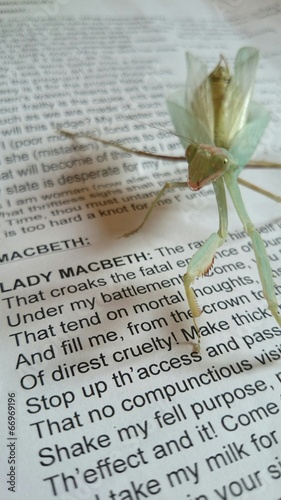 Mantis reading Shakespeare photo