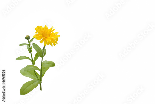 Wallpaper Mural Gelbe Ringelblume Torontodigital.ca