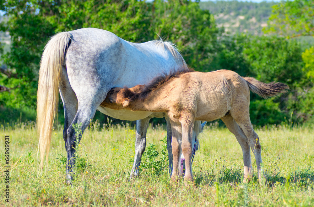 Obraz premium Mare and her cutie foal close together