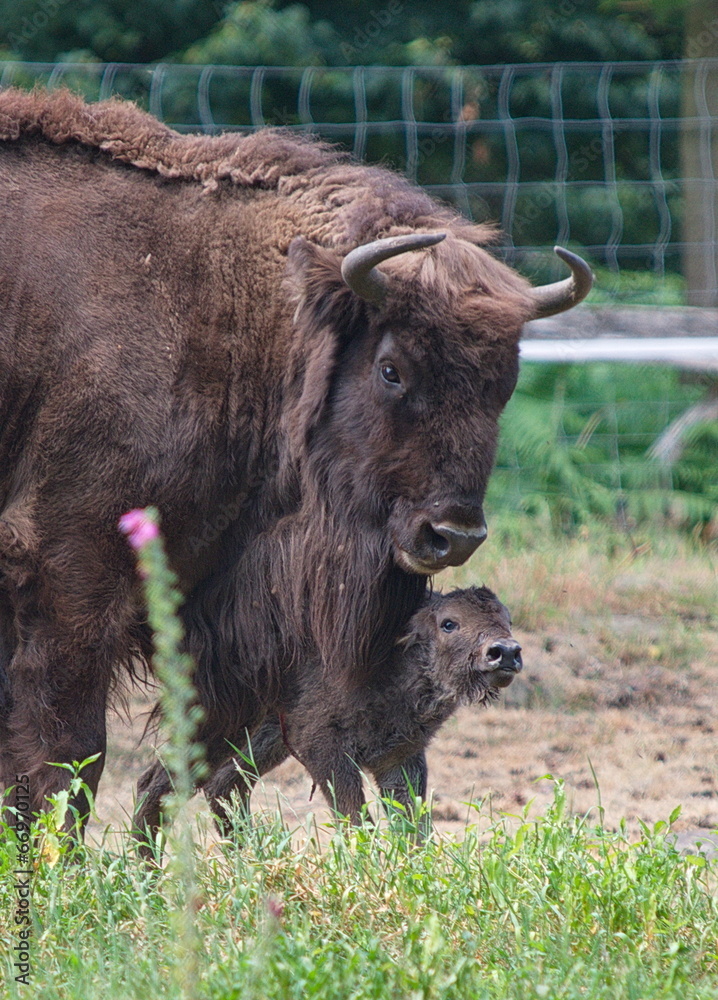 Wisent mit Kalb direkt nach Geburt - European Bison with calf right after birth	