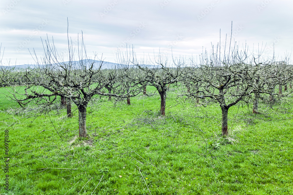 apple trees in springtime  blossom in orchard