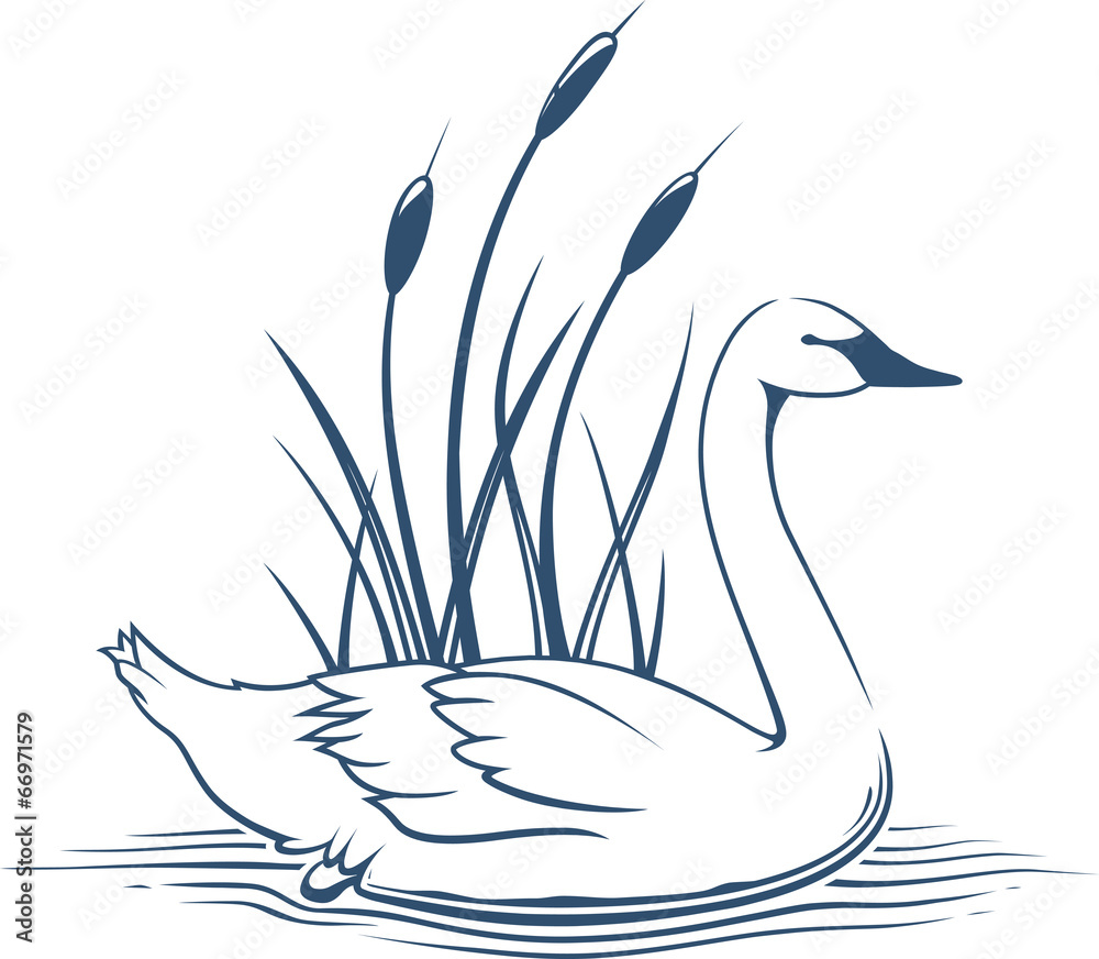 Obraz premium Swan with Cattails