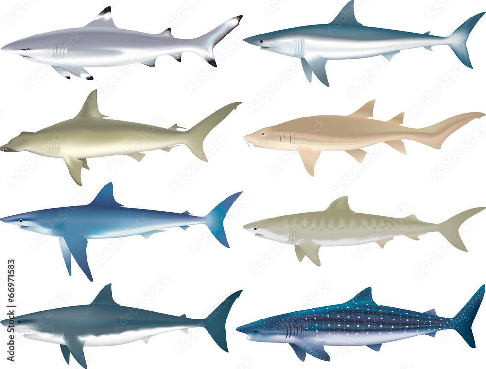 Obraz premium Gatunki rekinów