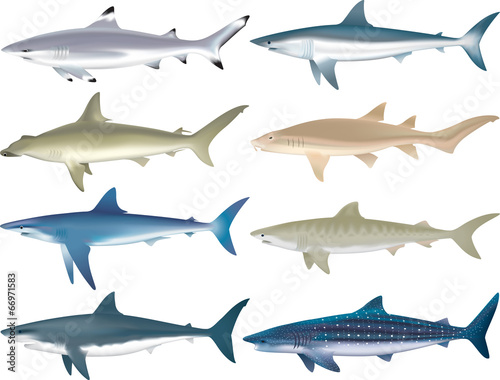 Shark Species photo
