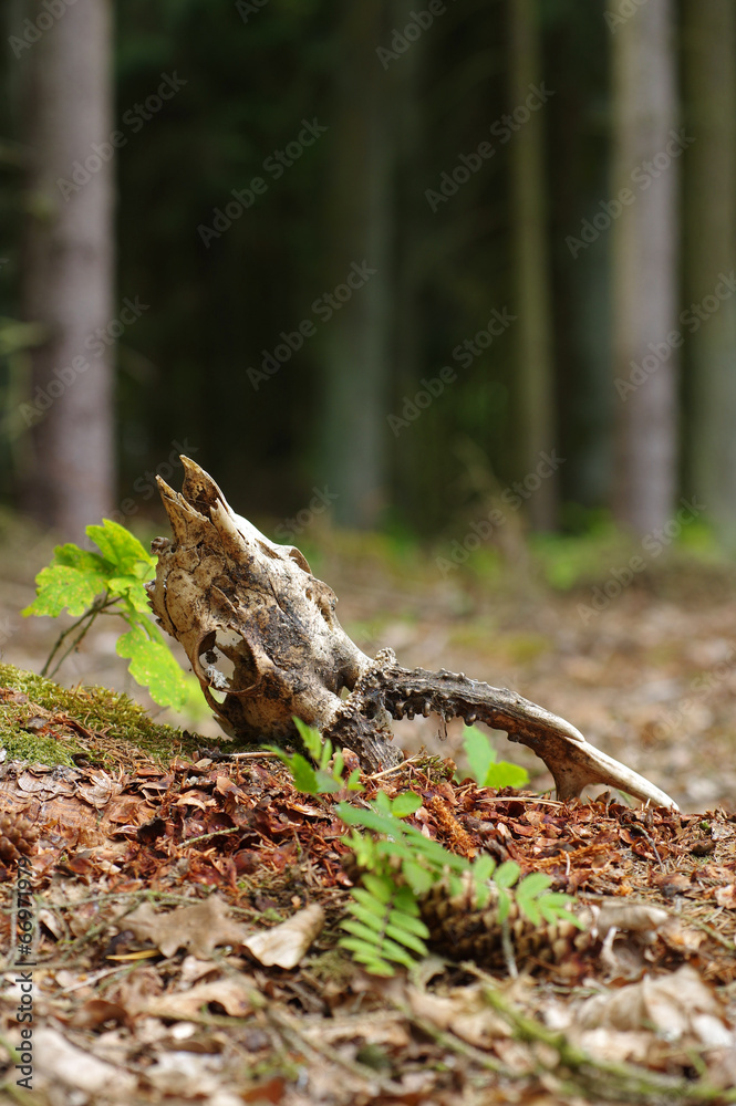 Obraz premium roe skull