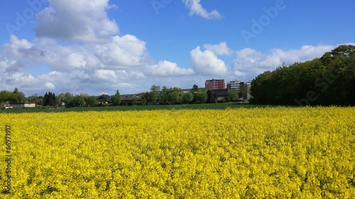 Raps und blau