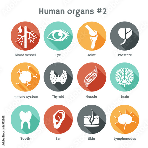 Vector set of flat icons with human organs