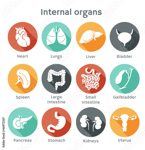 Set of flat icons with human internal organs photo
