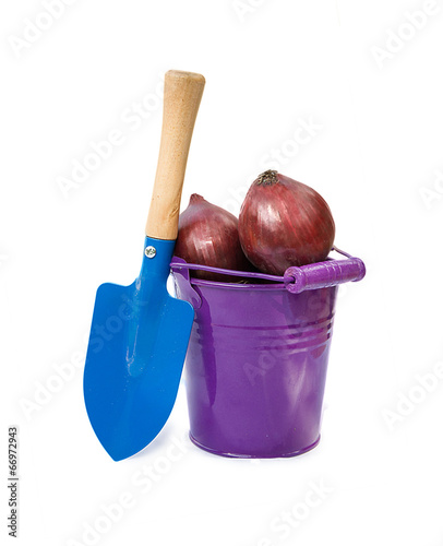 Onions in the bucket isolated on the white photo