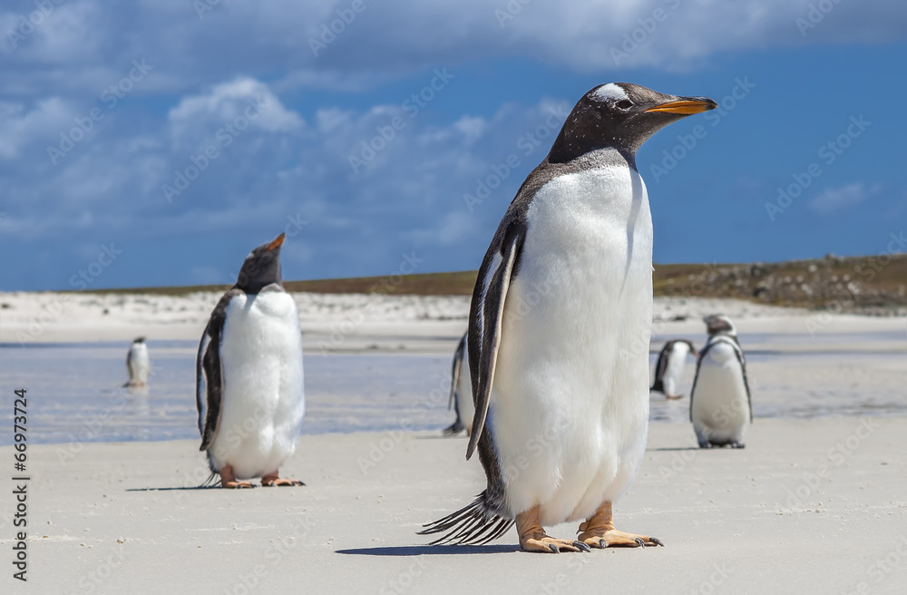 Fototapeta premium Gento Penguins close-up at Falkland Islands