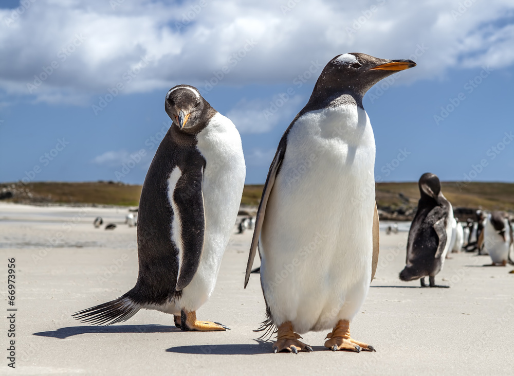 Obraz premium Two Penguins close-up in the Falkland Islands-2
