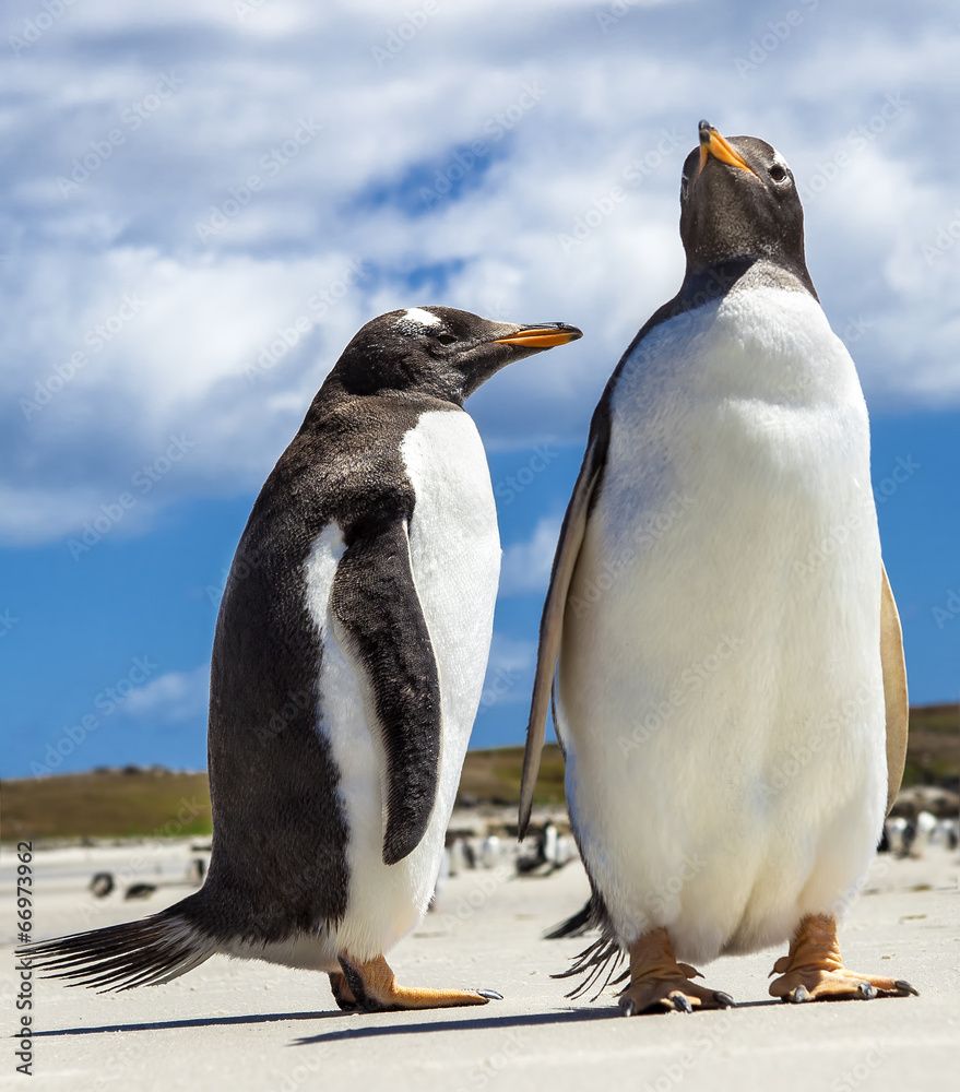 Obraz premium Two Gento Penguins at Falkland Islands.
