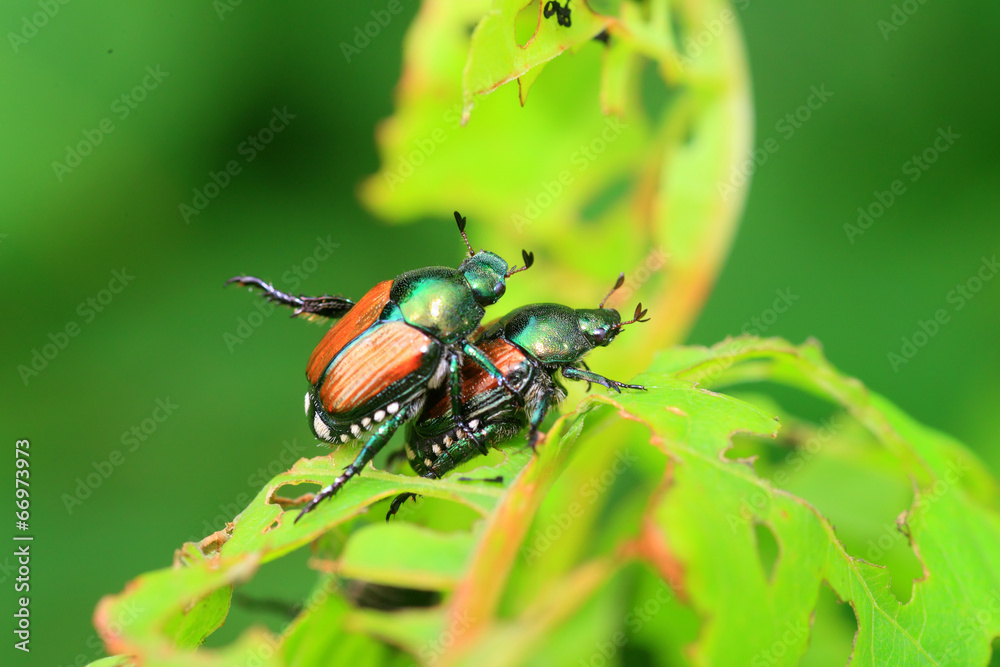 Japanese beetle (Popillia japonica) in Japan Japanese beetle (Popillia japonica) in Japan