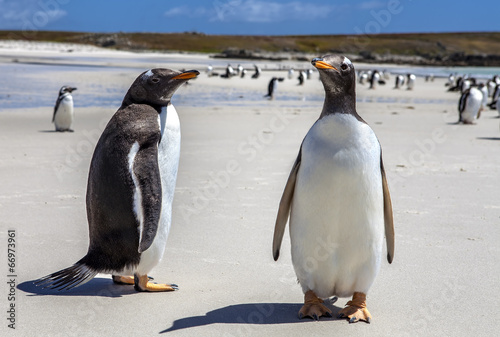 Two Gento Penguins close-up in the Falkland Islands-4