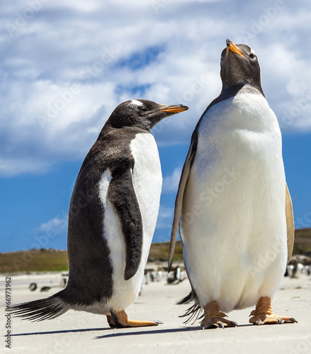 Two Gento Penguins at Falkland Islands.