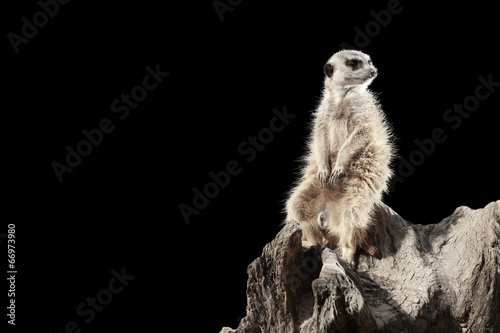 Suricate sur fond noir photo