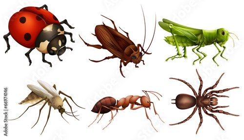 Different insects