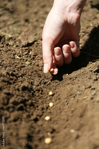 Sowing seeds into soil
