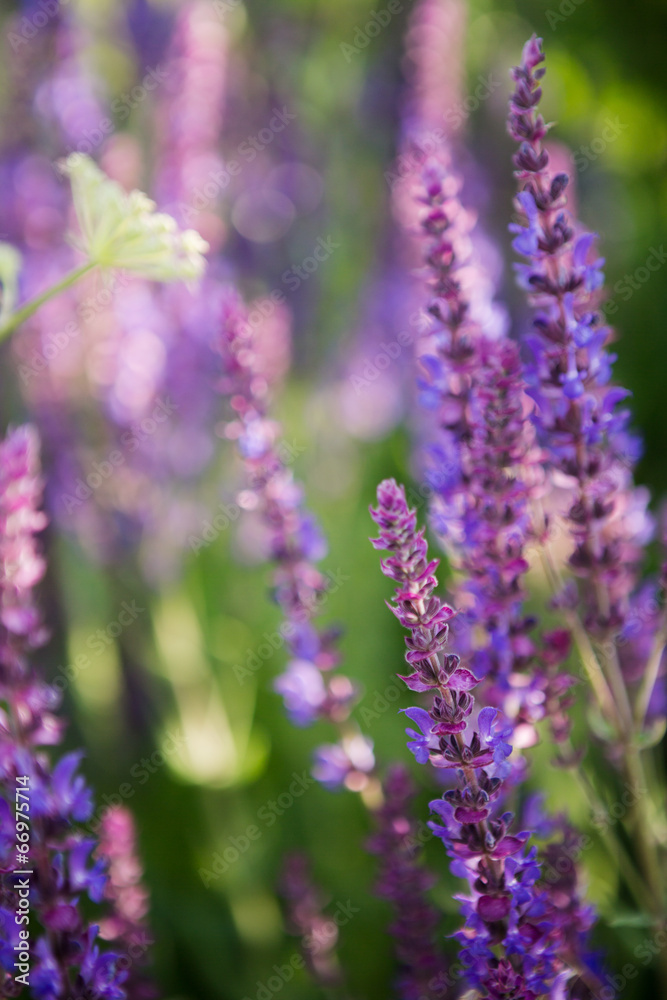 Lavender floral background Lavender floral background