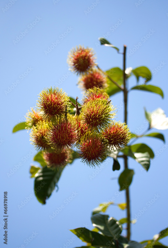 Tropical fruit, Rambutan on tree Tropical fruit, Rambutan on tree