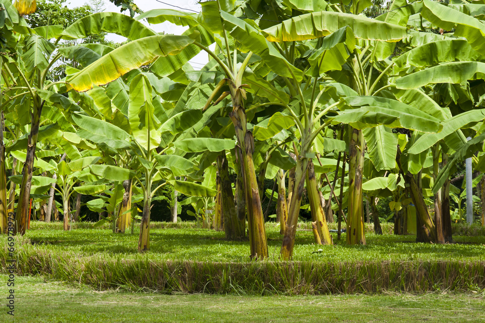 Naklejka premium Banana Trees