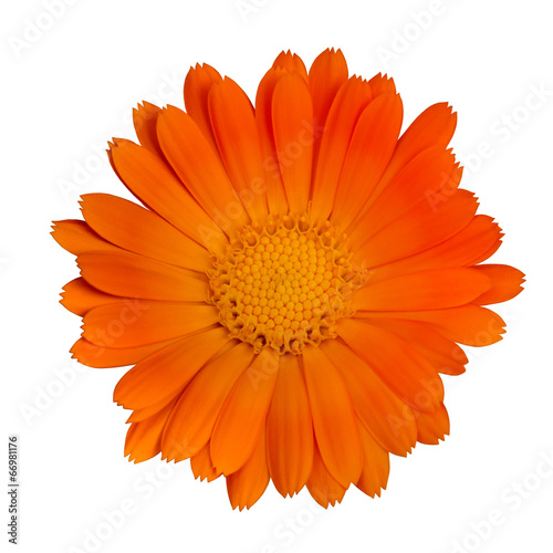 Single orange flower isolated over white