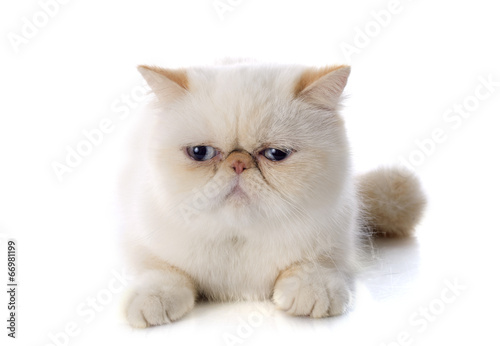 Photography exotic shorthair cat
