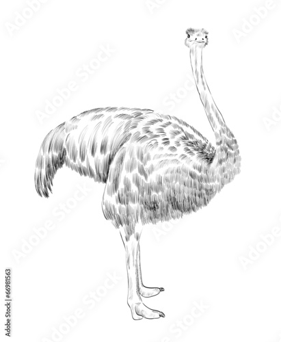 Ostrich