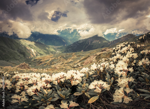 Photos Alpine meadows in the Caucasus mountains.