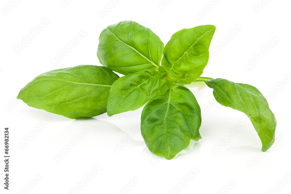 Fresh basil leaves in closeup Fresh basil leaves in closeup