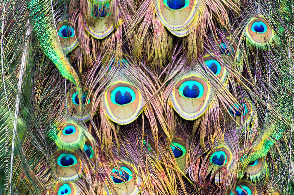 Fototapeta premium peacock feather