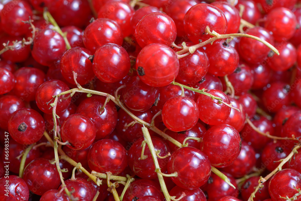 Red currant berry