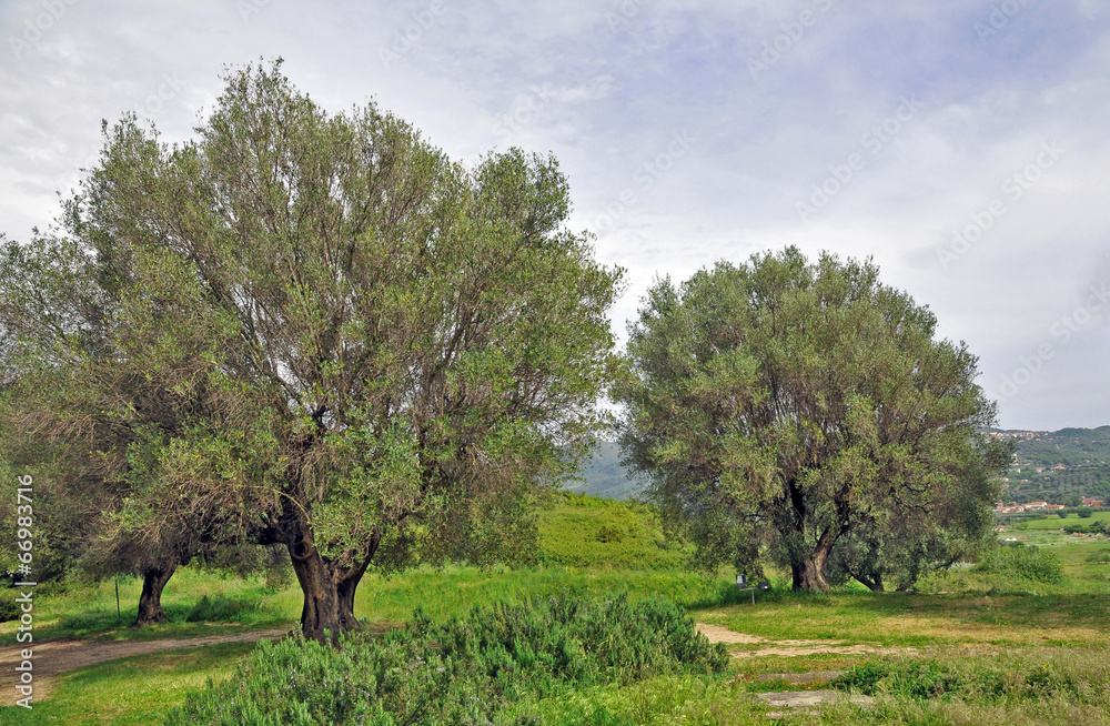 Parco naturale del Cilento - Salerno, ulivi secolari Parco naturale del Cilento - Salerno, ulivi secolari