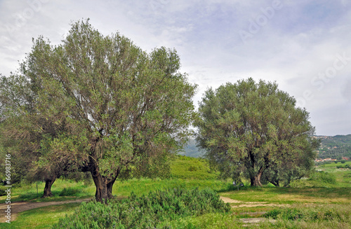Parco naturale del Cilento - Salerno, ulivi secolari