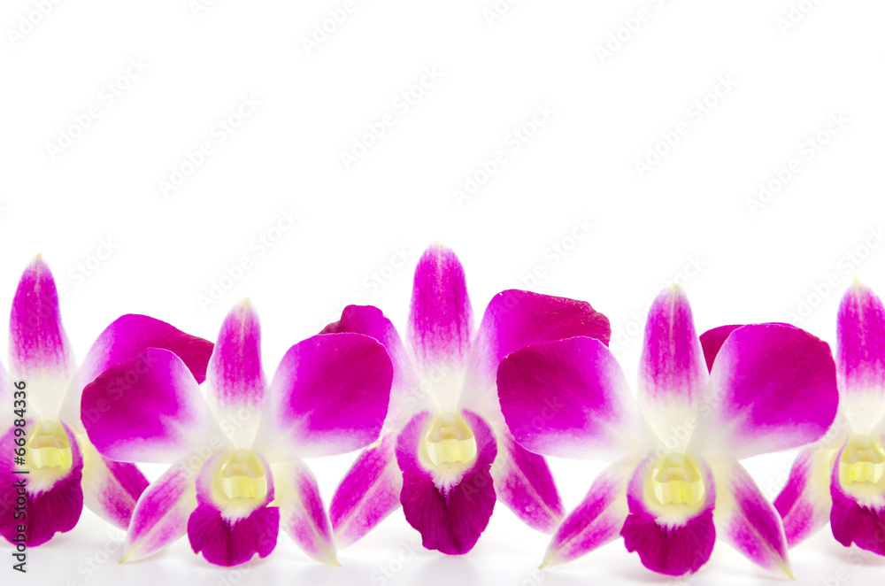 Purple orchid flower isolated white background