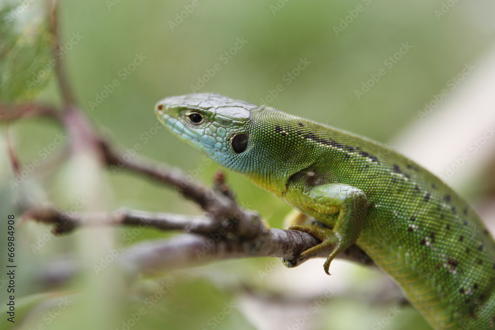 Lézard vert Lézard vert