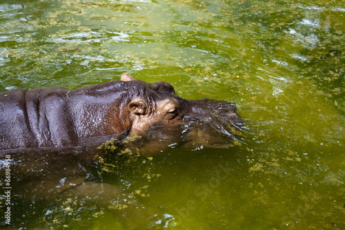 Hippopotamus in the Zoo