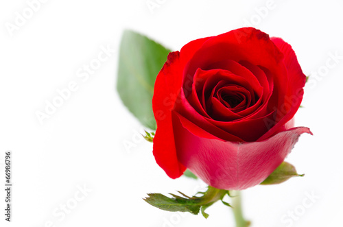 Red rose © siraphol