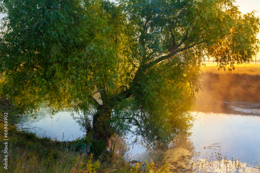 Fototapeta premium autumn landscape, trees in the mist at dawn