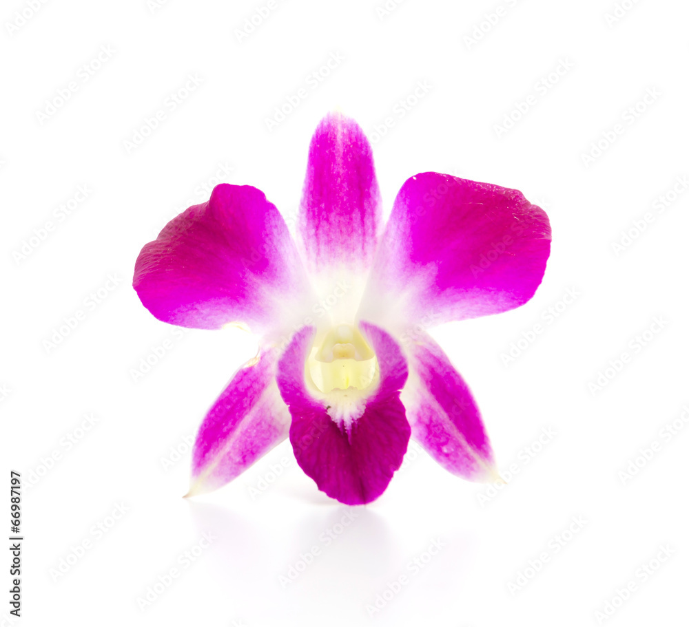 Purple orchid flower isolated white background Purple orchid flower isolated white background