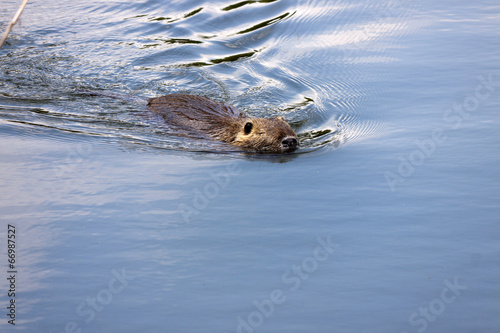 a nutria swimming in the calm waters of the river