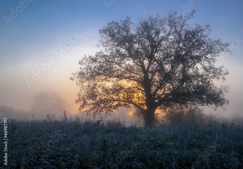 autumn landscape  trees in the mist at dawn