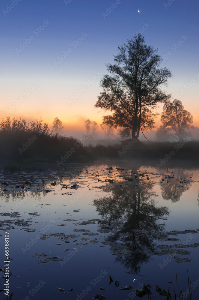 autumn landscape, trees in the mist at dawn