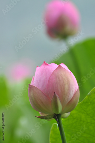 Lotus flower buds