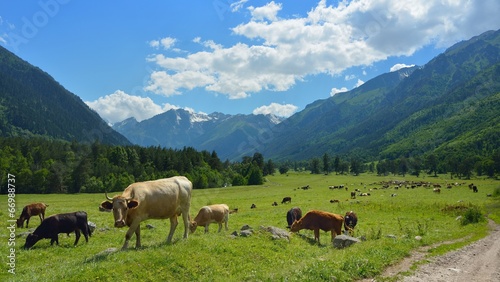 Caucasus agriculture