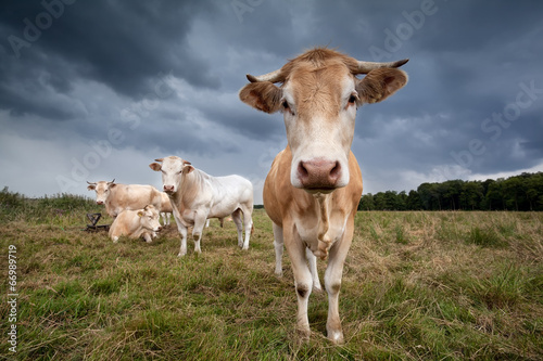 cow on pasture close up