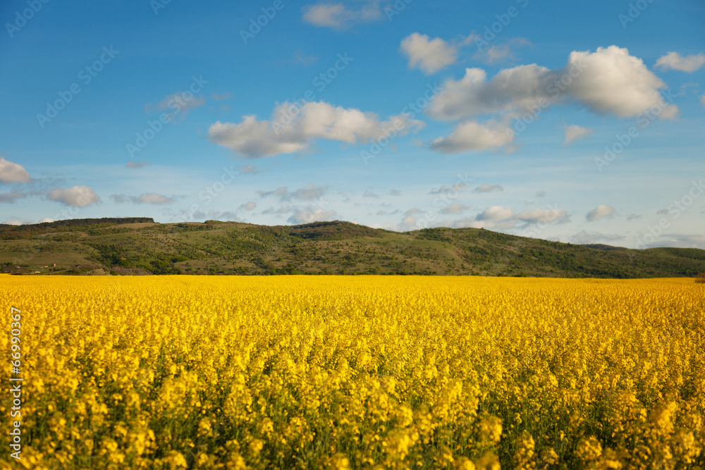 Rapeseed field