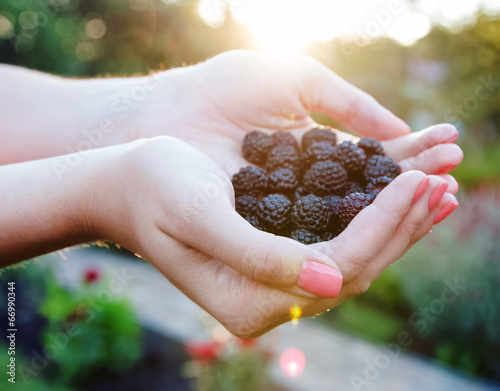 Blackberries in the women's hands